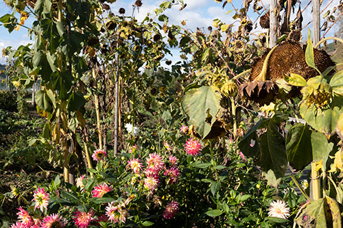 Blick auf Blumenstauden